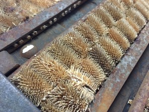 Knockando Mill teasel closeup