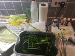 feather dyeing at home